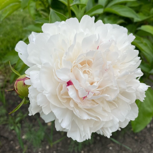 Meet your Posher, Jillian - Picture 1 of 1